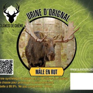 Urine d'Orignal - mâle en rut